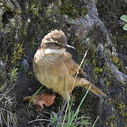 Chestnut-winged Cinclodes