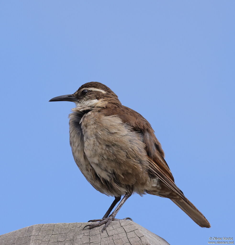 Stout-billed Cinclodes