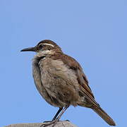 Stout-billed Cinclodes