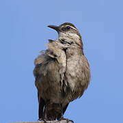 Stout-billed Cinclodes