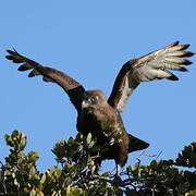 Brown Snake Eagle