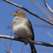 Rattling Cisticola