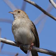 Rattling Cisticola