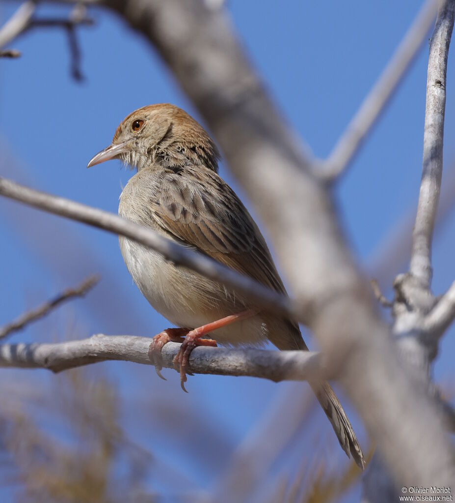 Rattling Cisticola