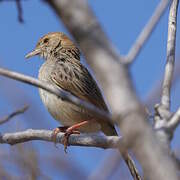 Rattling Cisticola