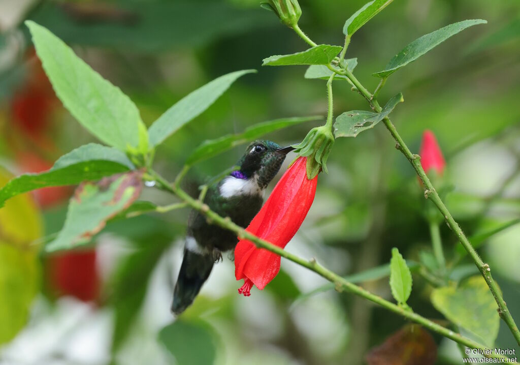 Colibri à collier blanc