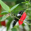 Colibri à collier blanc