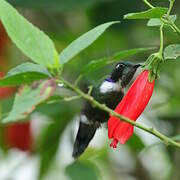 White-throated Daggerbill