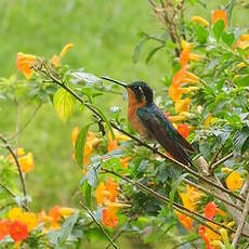 Colibri à ventre châtain