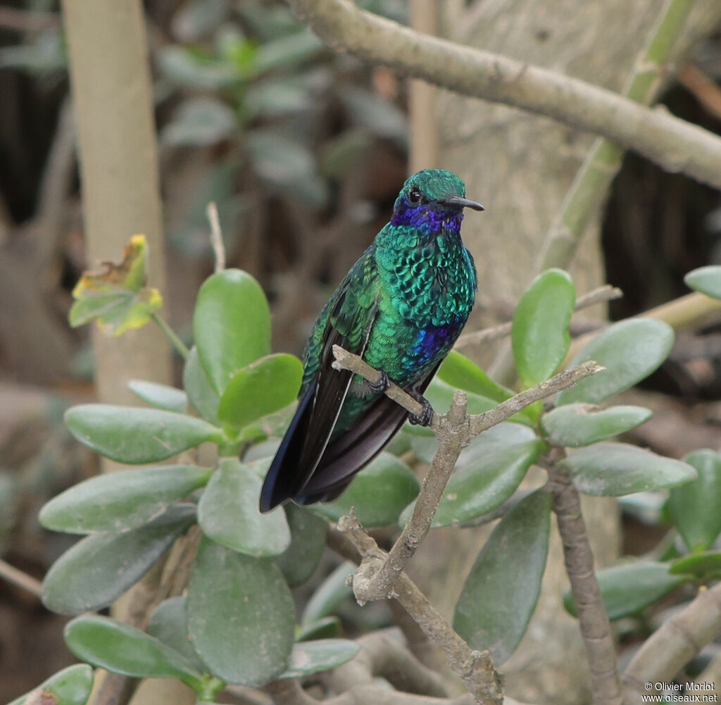 Sparkling Violetear