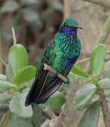 Sparkling Violetear