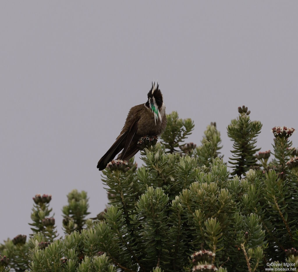 Green-bearded Helmetcrest male