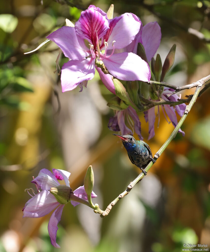 Broad-billed Hummingbird male immature