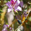 Colibri circé