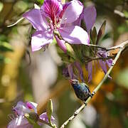 Broad-billed Hummingbird