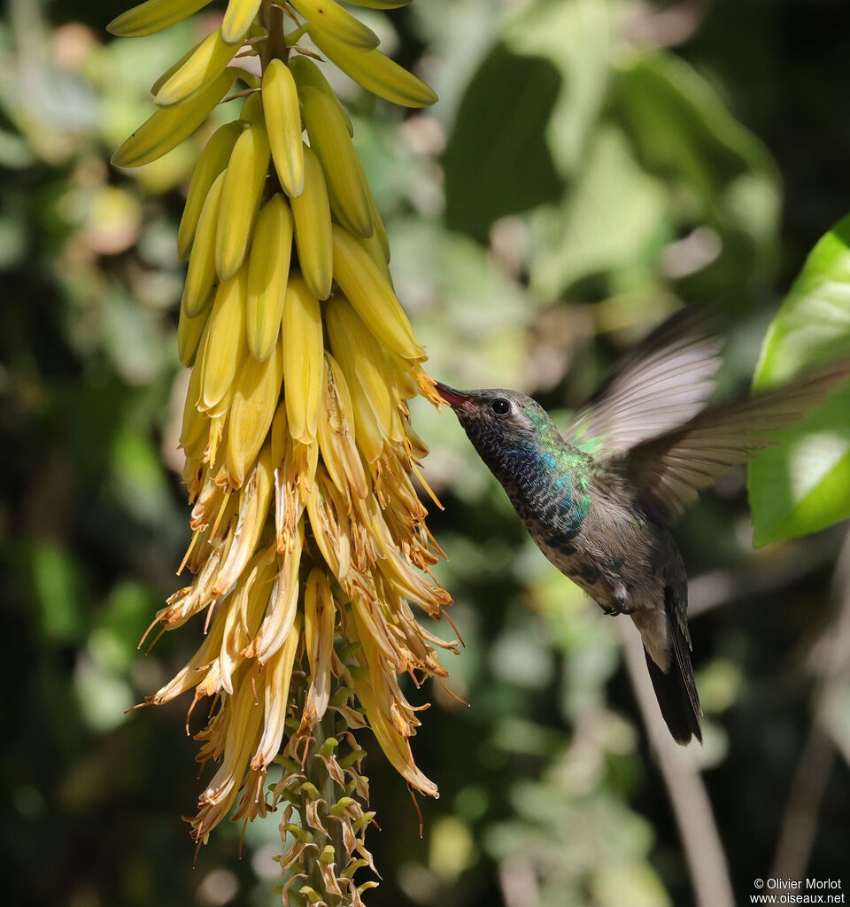 Colibri circé mâle immature