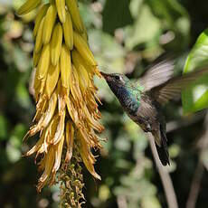 Colibri circé