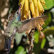 Broad-billed Hummingbird