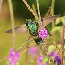 Colibri cyanote