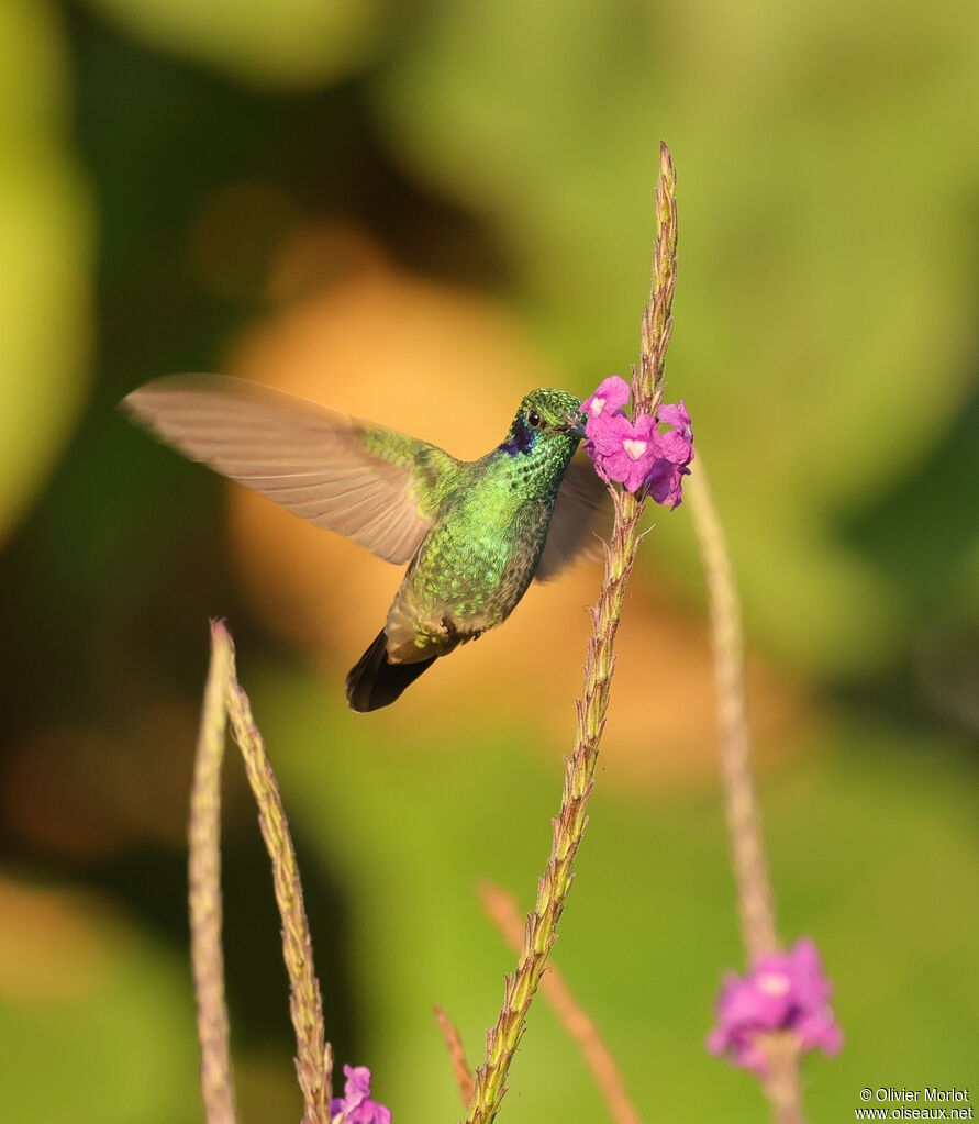 Lesser Violetear