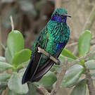 Colibri d'Anaïs