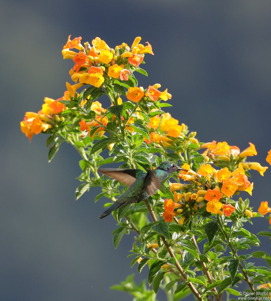 Colibri d'Anaïs