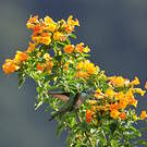 Colibri d'Anaïs