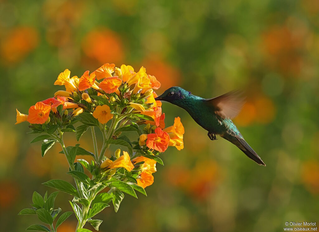 Colibri d'Anaïs