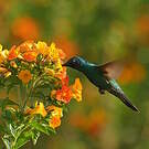 Colibri d'Anaïs