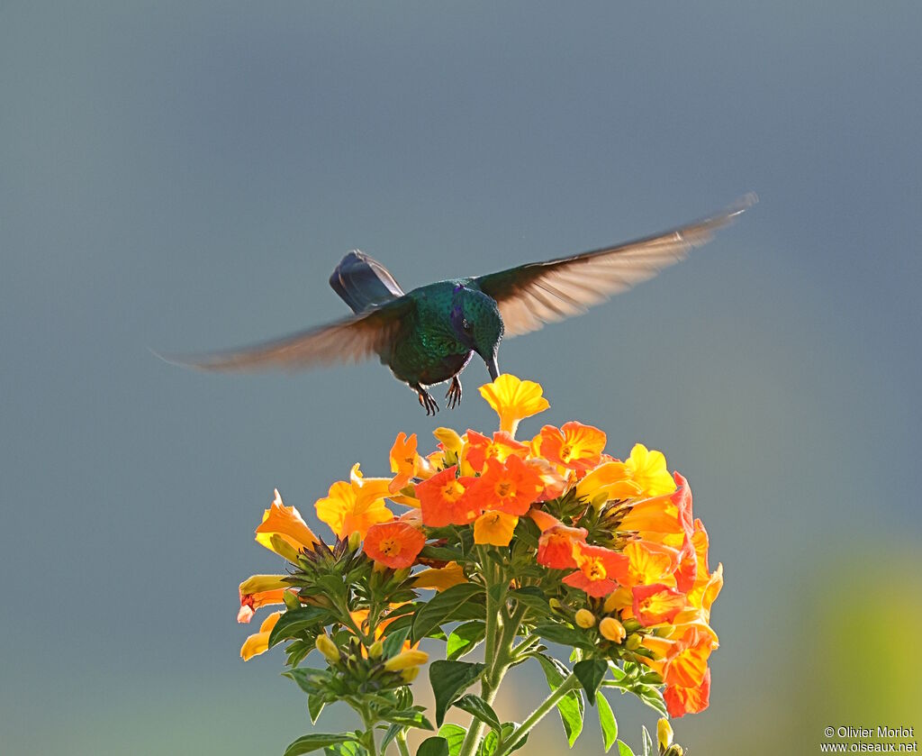 Colibri d'Anaïs