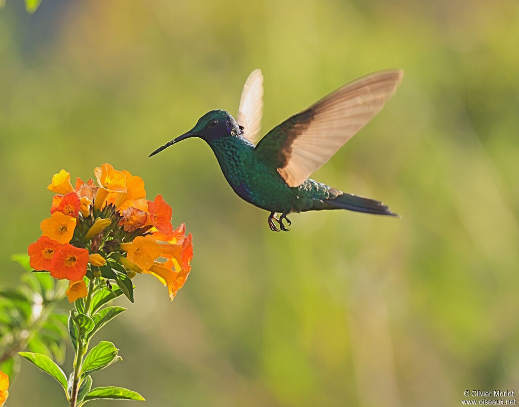 Colibri d'Anaïs