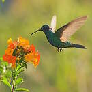 Colibri d'Anaïs