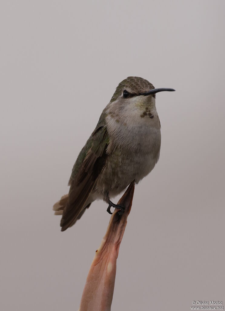 Colibri de Costa femelle