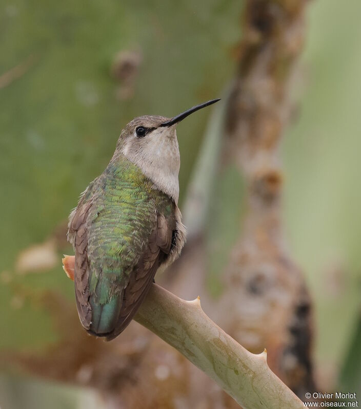 Colibri de Costa femelle