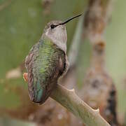 Costa's Hummingbird