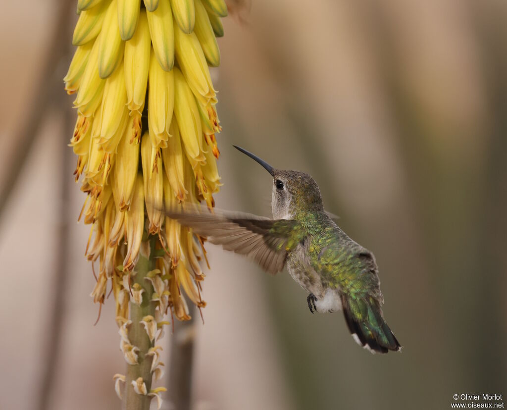 Colibri de Costa femelle