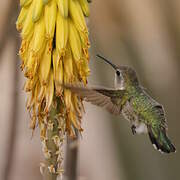 Costa's Hummingbird