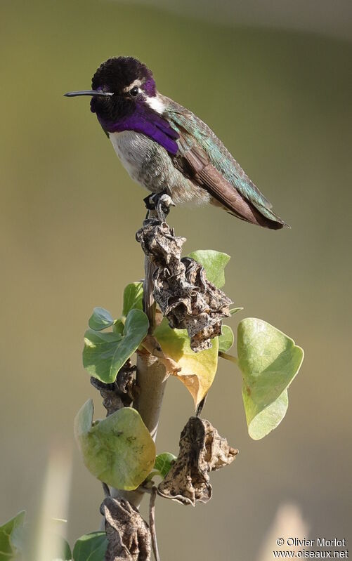 Costa's Hummingbird male