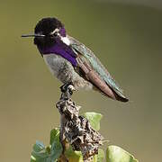 Colibri de Costa