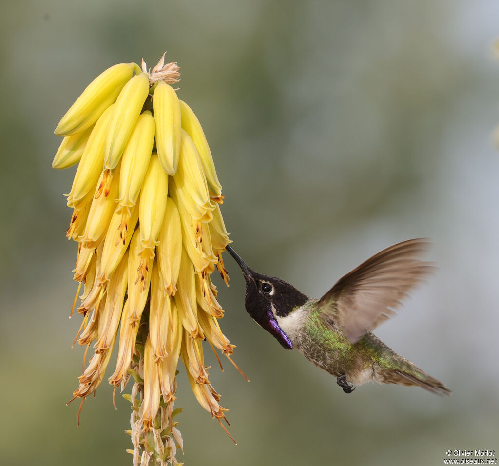 Colibri de Costa mâle