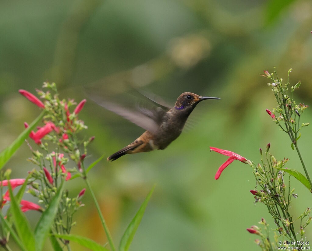 Colibri de Delphine