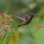 Colibri de Delphine