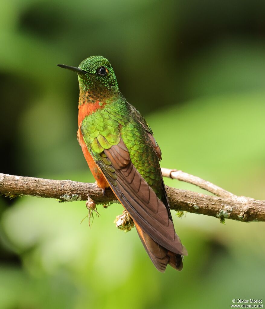 Colibri de Matthews