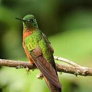 Chestnut-breasted Coronet