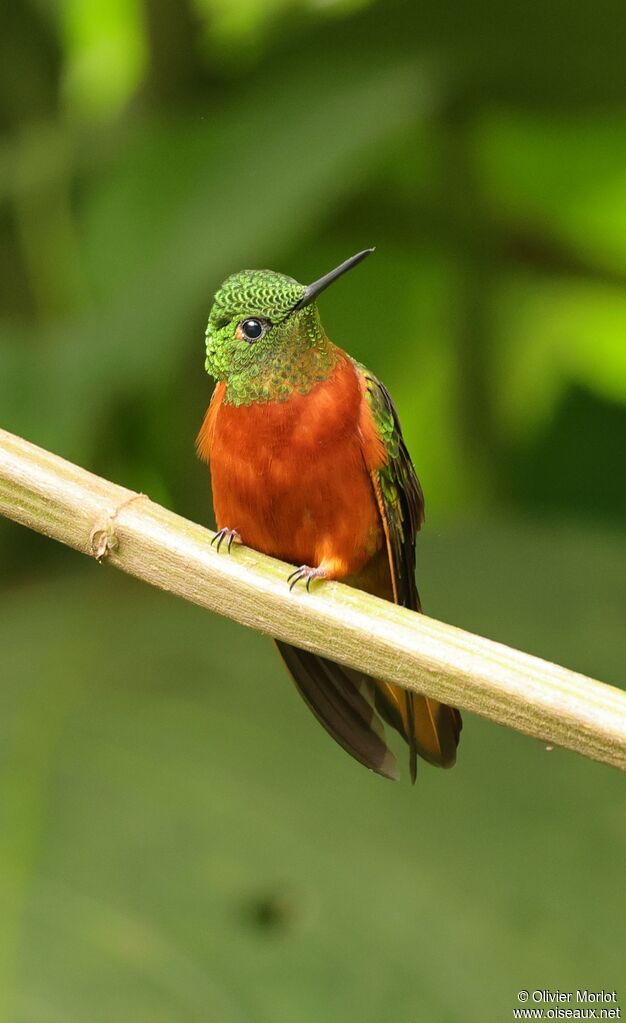 Chestnut-breasted Coronet