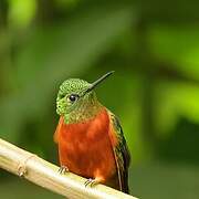 Chestnut-breasted Coronet