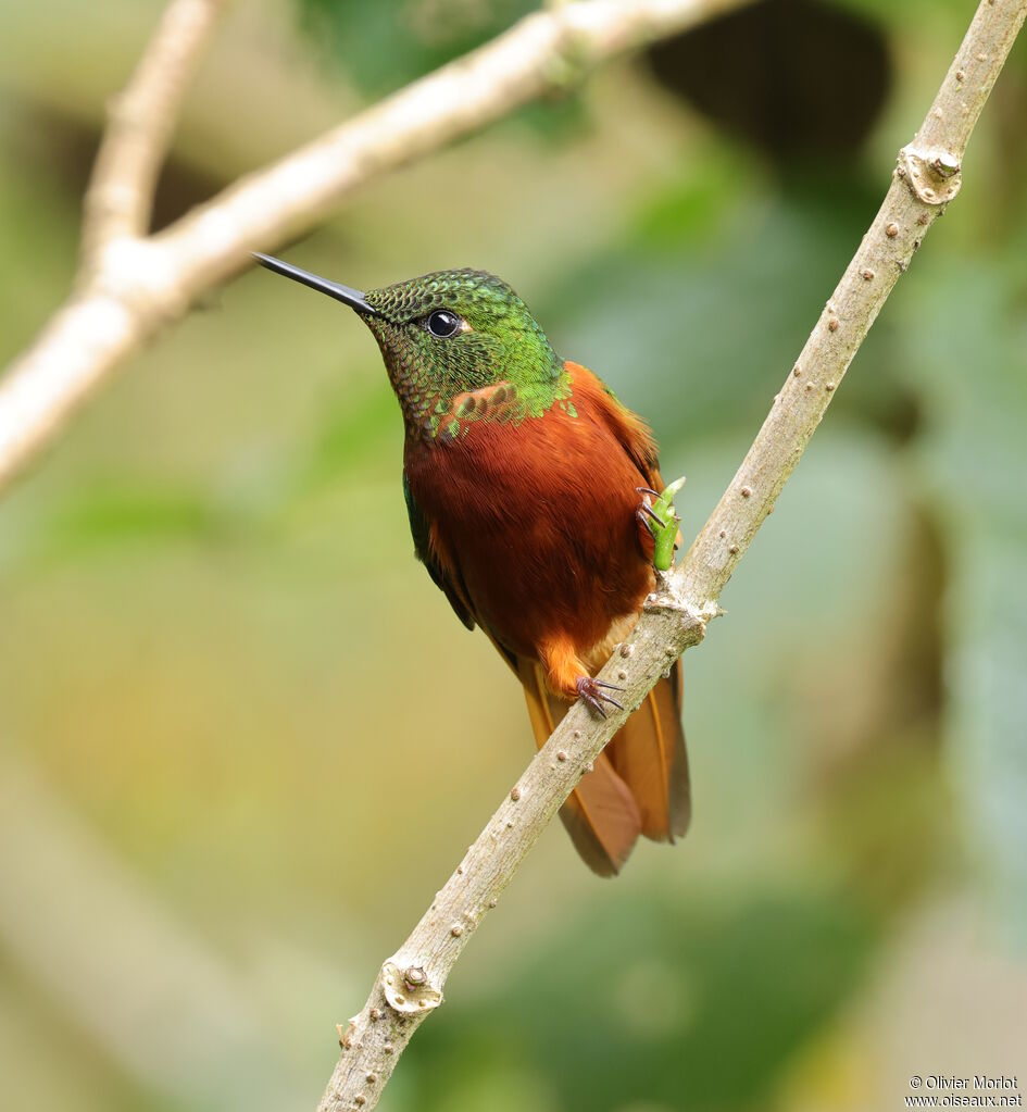 Colibri de Matthews