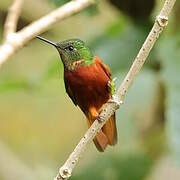 Chestnut-breasted Coronet