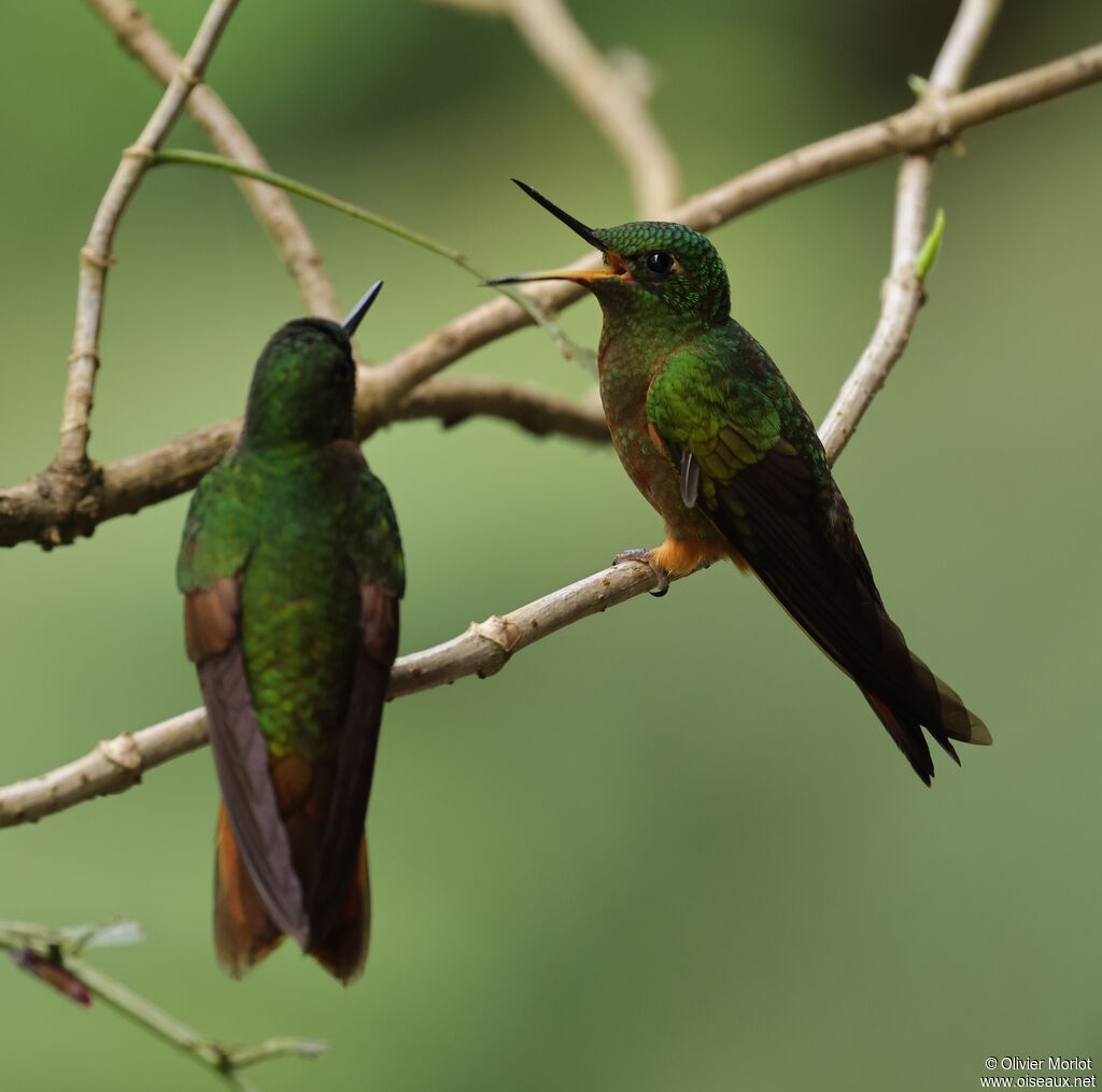 Chestnut-breasted Coronet