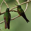 Colibri de Matthews